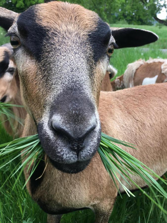Kellerstoeckl Am Veganen Bio-Lebenshof "Varm - Die Vegane Farm" Sulb Exteriör bild
