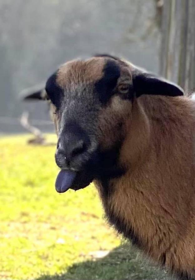 Kellerstoeckl Am Veganen Bio-Lebenshof "Varm - Die Vegane Farm" Sulb Exteriör bild
